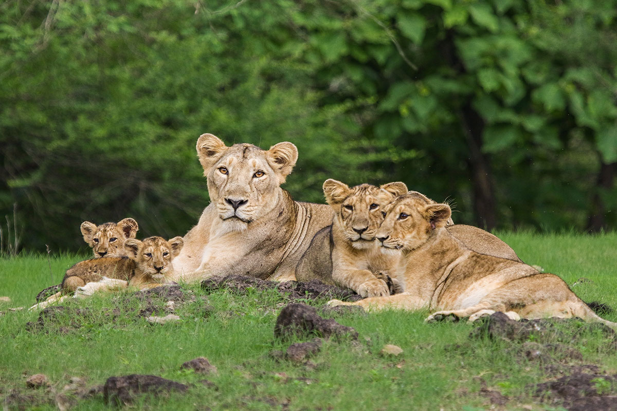 Secure Gir National Park Safari Booking For Wildlife Experience